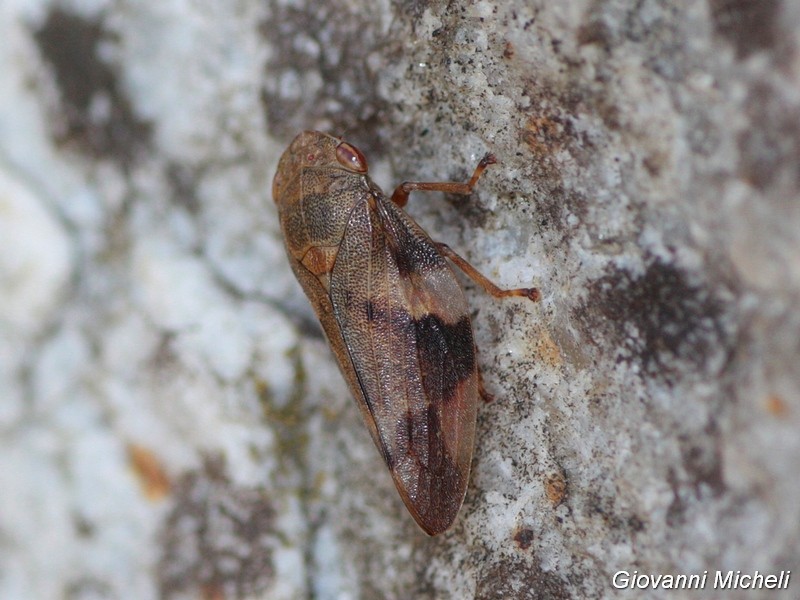 Aphrophora alni ?      S !